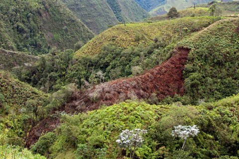 Deforestation of the cloud forest