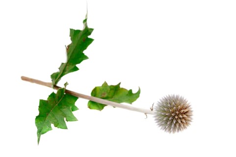 Common globe thistle