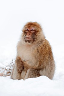 Barbary macaque