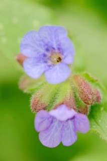 Lungwort