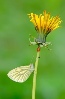 Green-veined White