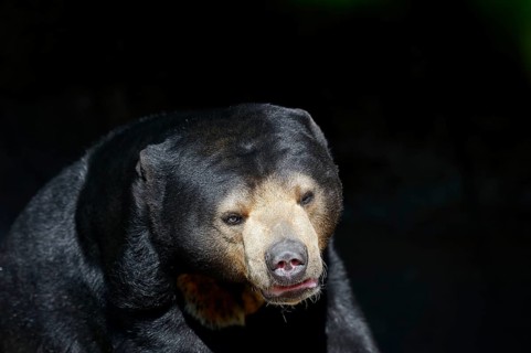 Sun bear