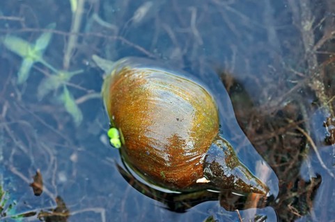Great pond snail