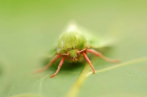 Pseudoips prasinana