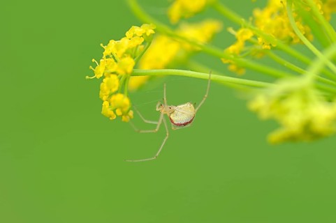Comb-footed Spider