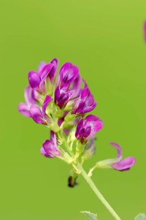 Alfalfa