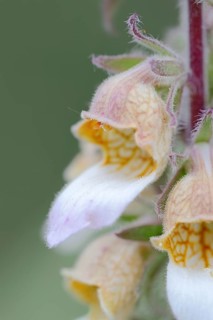 Woolly Foxglove