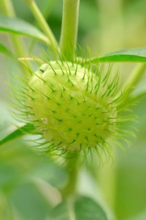 Narrow-Leaf Cotton Bush