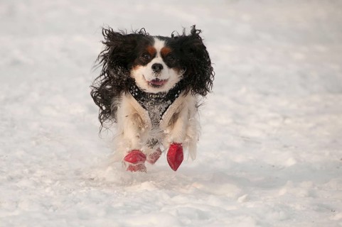 Cavalier King Charles Spaniel