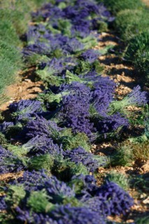 Lavender field