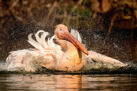 White Pelican