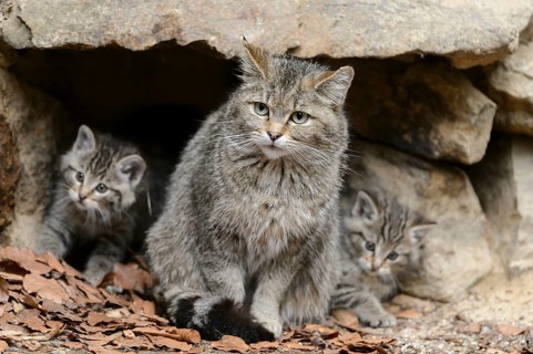 European Wildcat