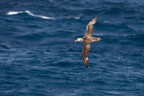 Southern giant petrel