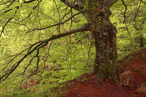 Beech trees