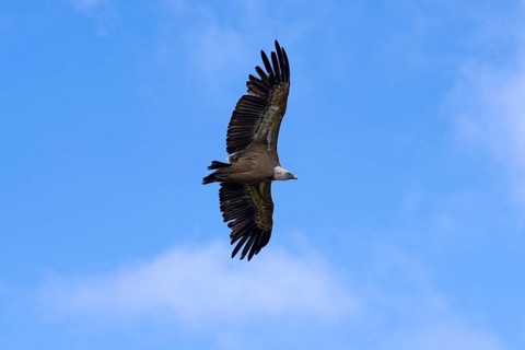 Vulture