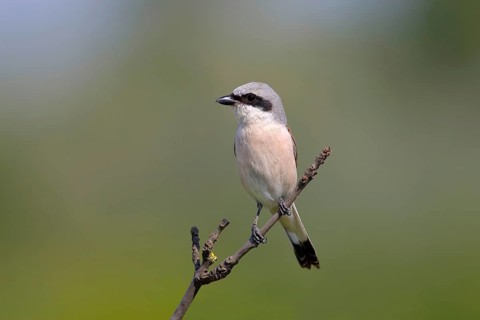 Red-backed Shrike