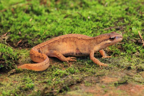 Common newt