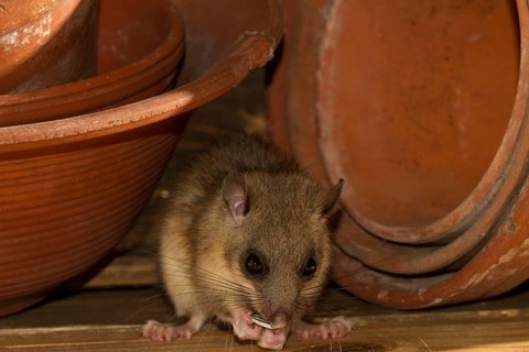 Edible dormouse