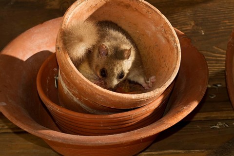 Edible dormouse