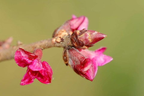 February Daphne