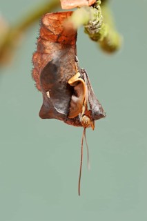 Owl butterfly