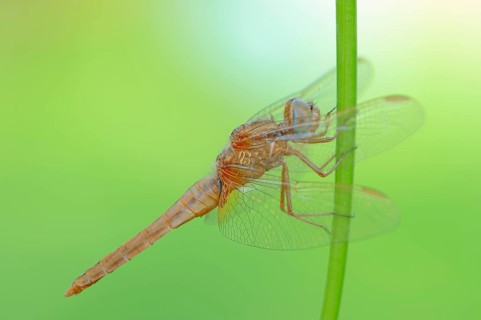 Scarlet Dragonfly