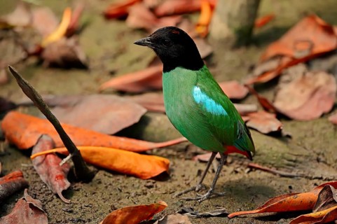 Hooded Pitta