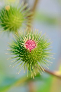 Greater Burdock