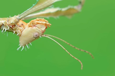 Giant prickly stick insect