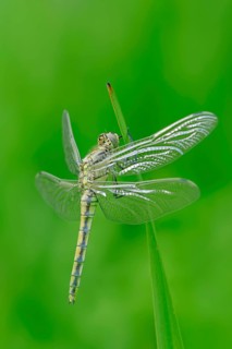 Black-tailed Skimmer