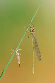 Willow Emerald Damselfly