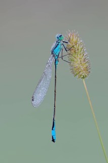 Blue-tailed damselfly