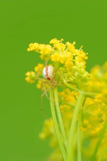 Comb-footed Spider