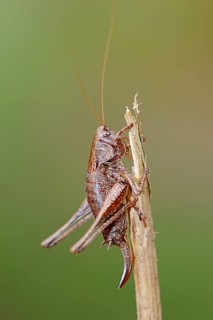 Dark bush-cricket