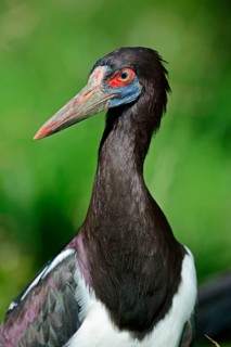 Abdim's stork's