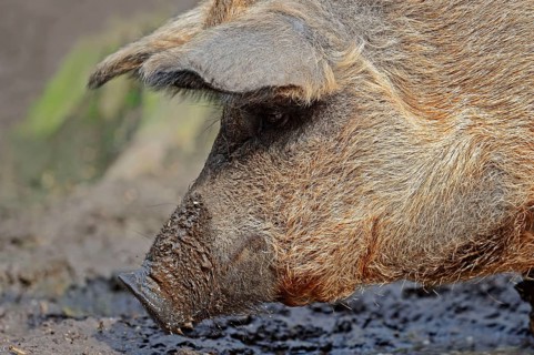 Wooly pig