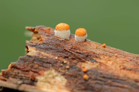 Common Bird's Nest