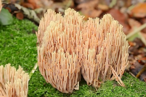 Stiff coral