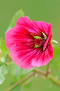 Annual Malope