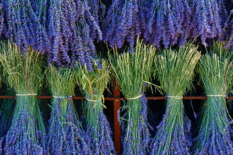 Lavender harvest