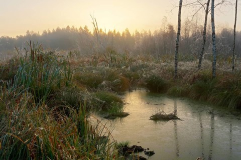 Moor pond