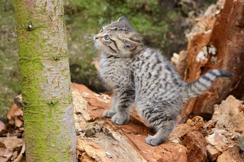 European Wildcat