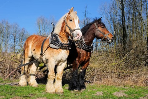 Belgian cold-blooded horses at woodback