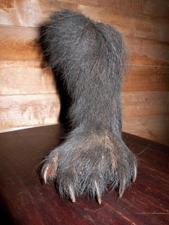 Spectacled Bear