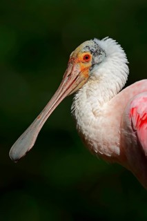 Roseate spoonbill