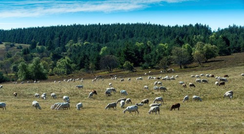 Sheep grazing in the Livradois-Forez Regional Nature Park