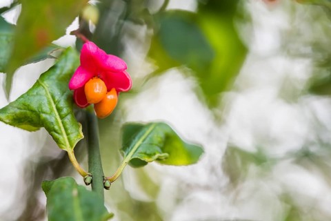 European spindle
