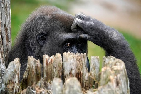 Lowland gorilla