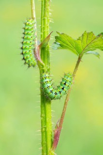 Small emperor moth