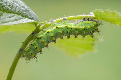 Small emperor moth